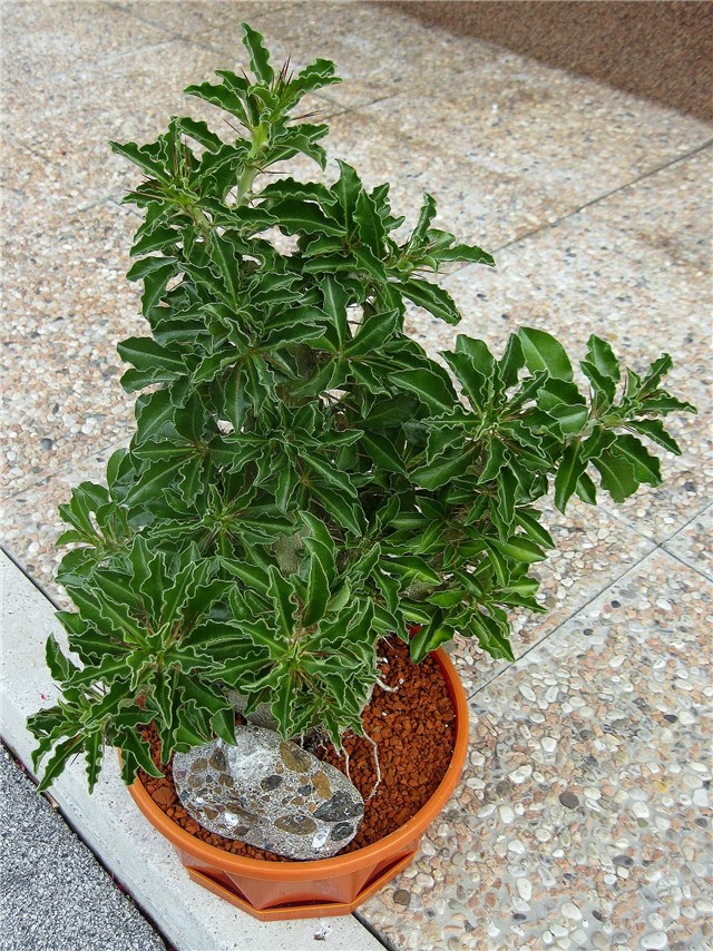 Pachypodium saundersii